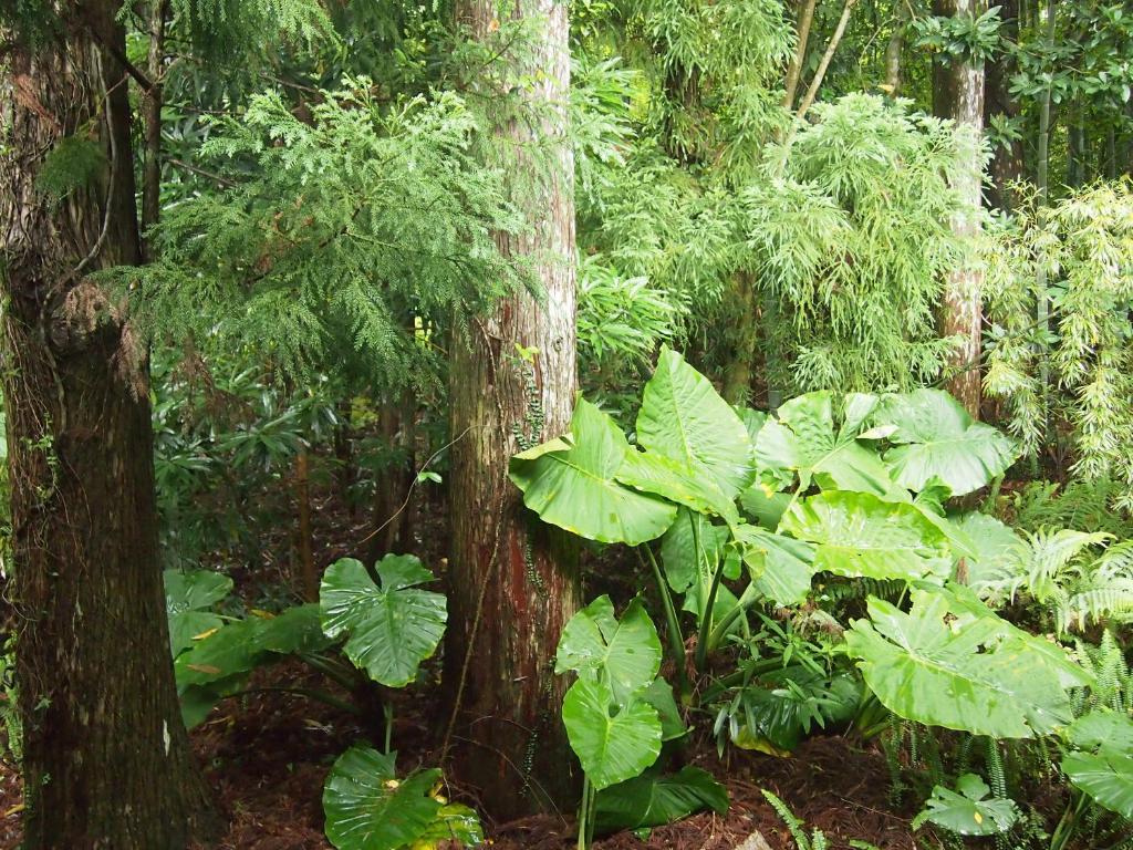 Wa No Cottage Sen-No-Ie Yakushima  Exterior foto